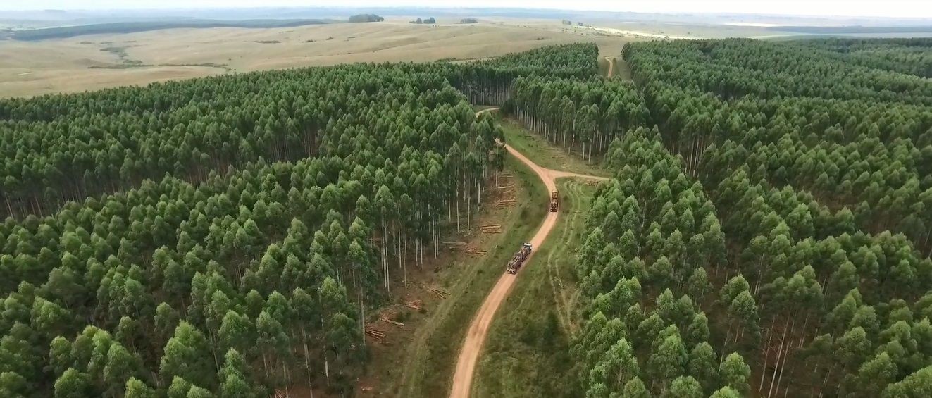 Caminería forestal Forestadora ATLÁNTICO SUR.
